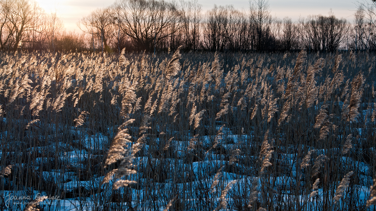 005_Biebrza - marzec 2013.jpg